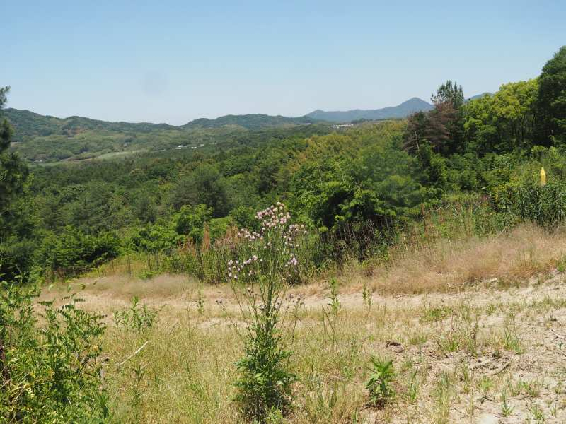 P5175811 P5175811