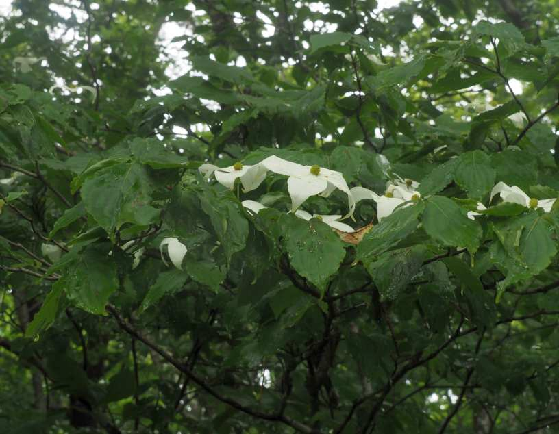 P6297110