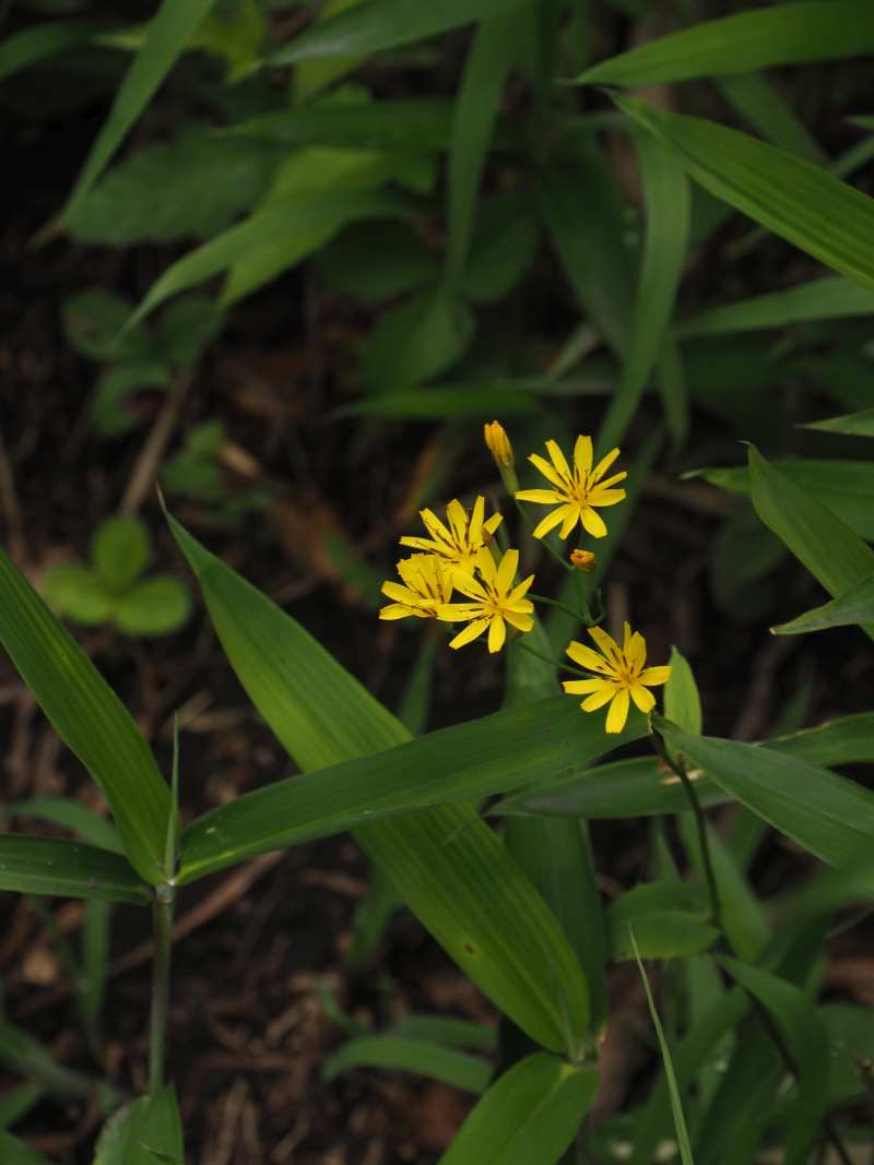 P6297146 P6297146