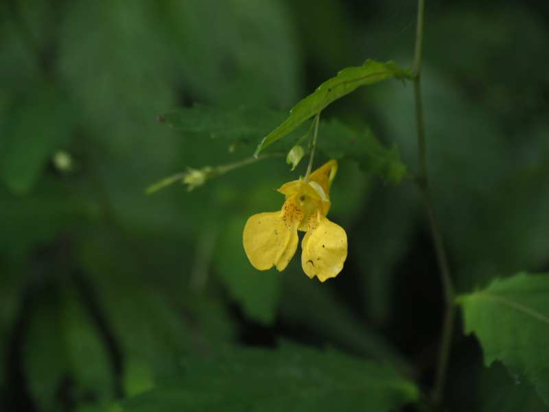 P7197787