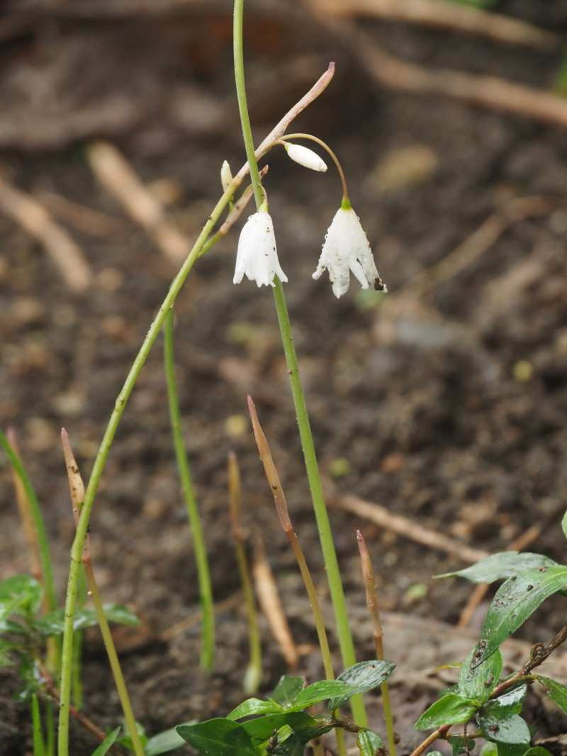 P9119900 P9119900