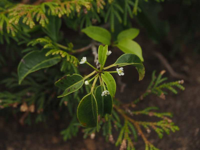 P7198061 P7198061