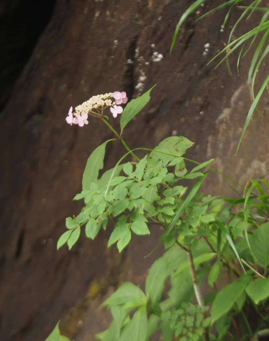 P7198090 P7198090