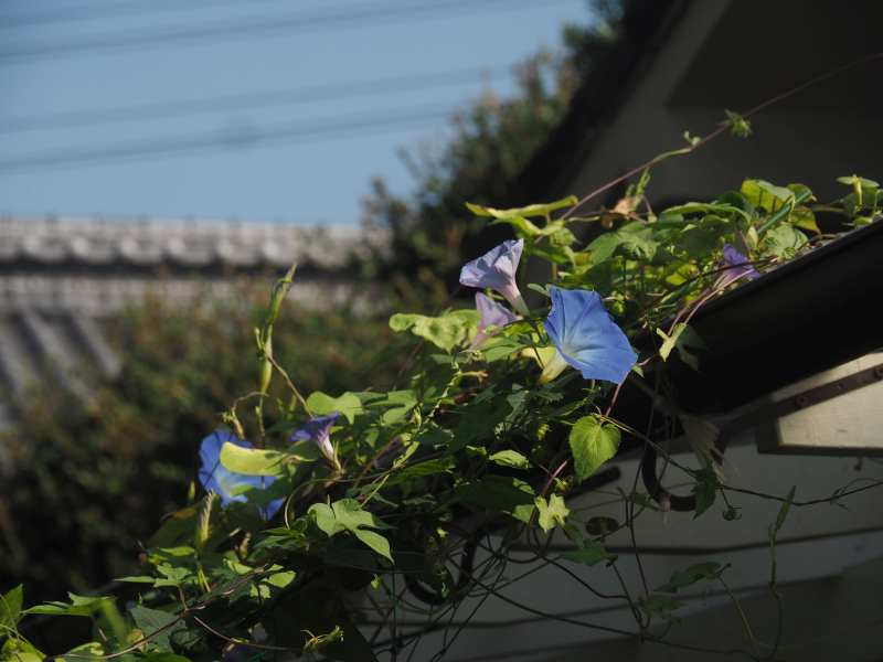 P9130071 P9130071