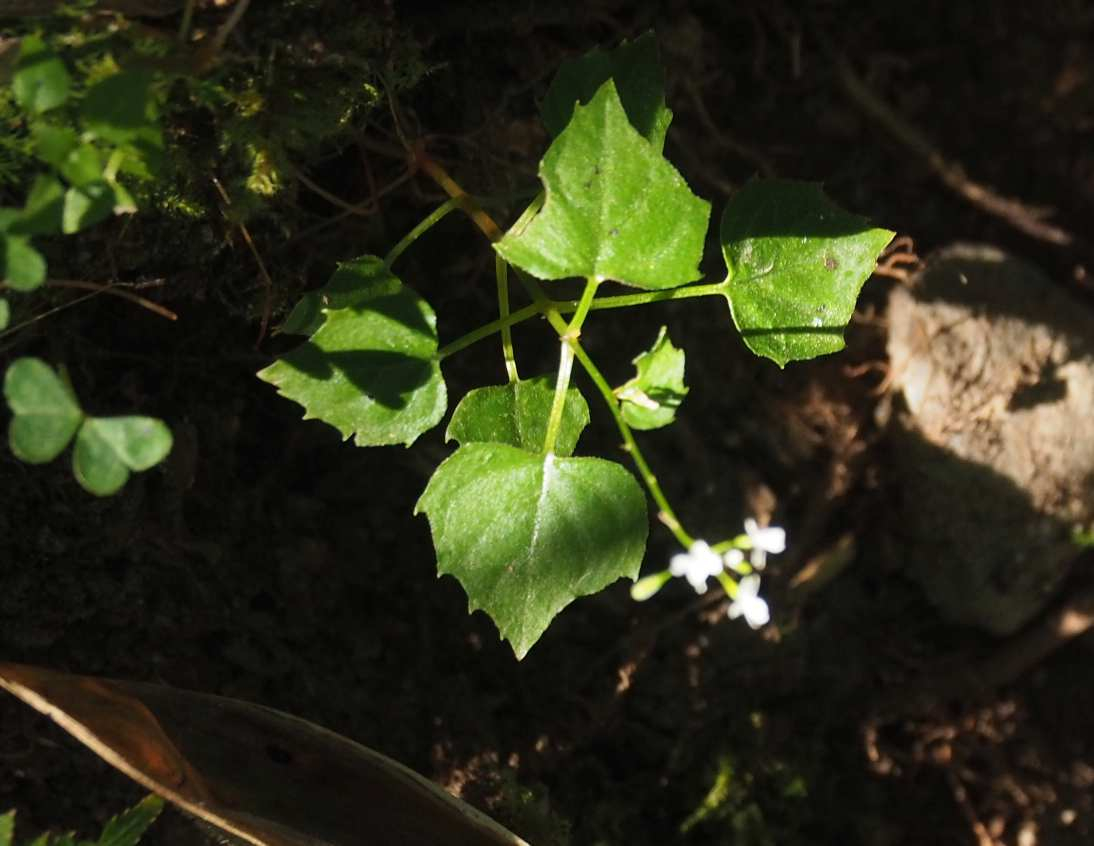P7318290 P7318290