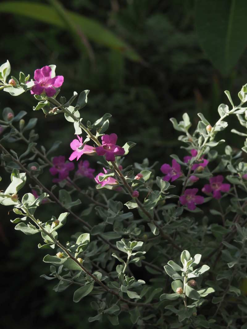 P9200512 P9200512