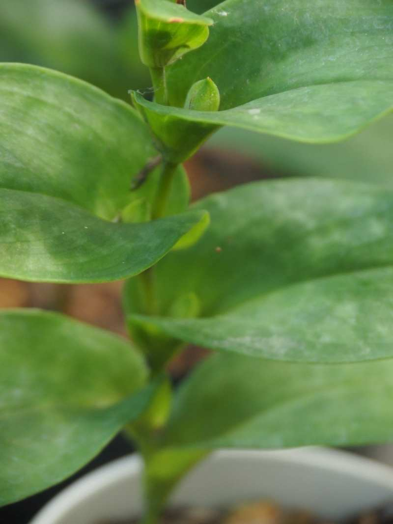 Pa031195 Pa031195