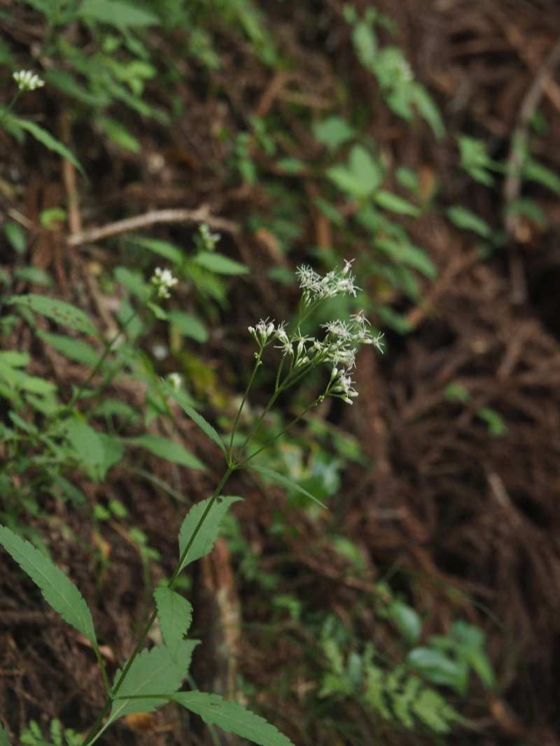 P8158653