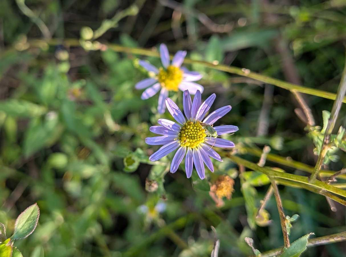 Pxl_20261006_065738723macro_focusmp