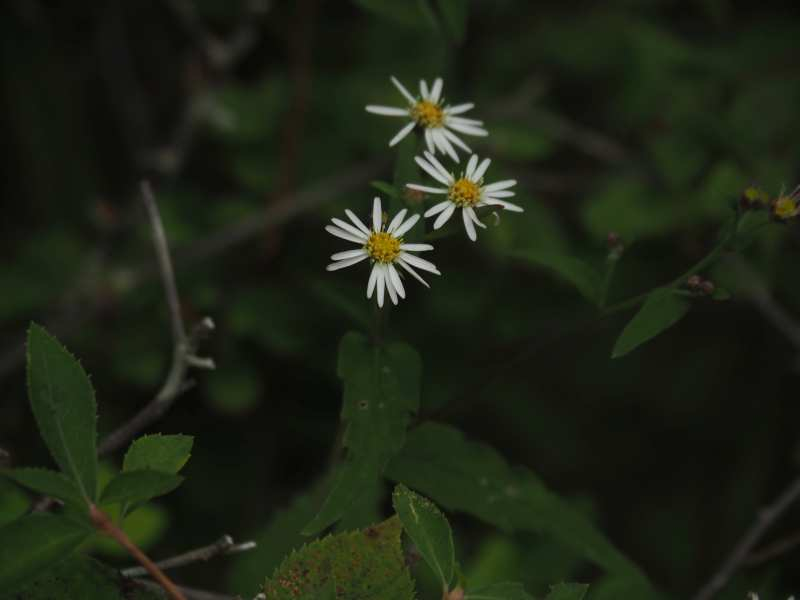 P8209038 P8209038