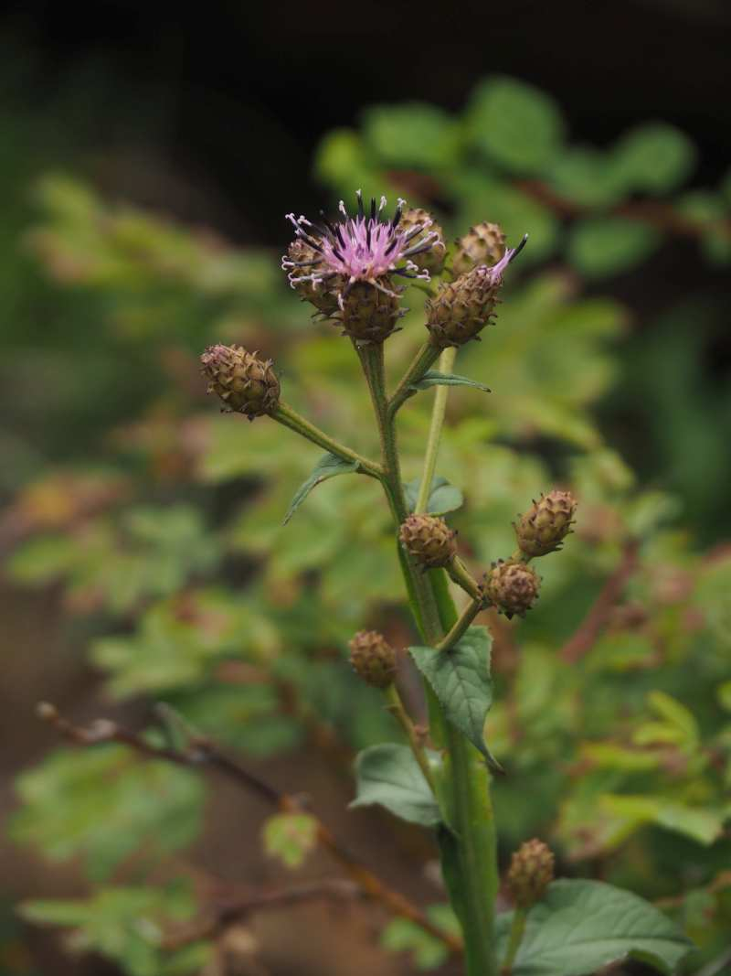 P8209099